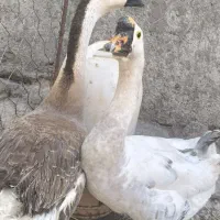 غوغاز نروماده