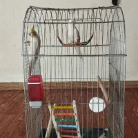 عروس هلندی