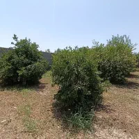 4000-متر-باغ-نزدیک-اتوبان-اهواز-دزفول