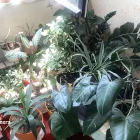تعدادی گل با گلدان