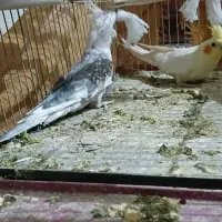 جفت عروس هلندی مولد