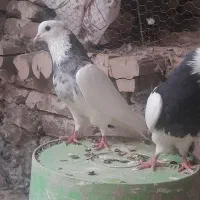 کبوتر طوقی