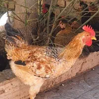 خروس جوان و زیبا