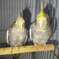 عروس هلندی