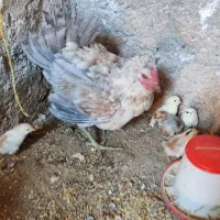 دوعددمرغ کرک محلی گلین اصل