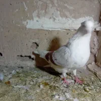 کفتر گرده دار