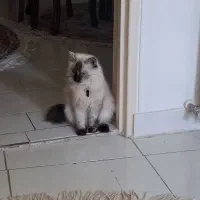 گربه
