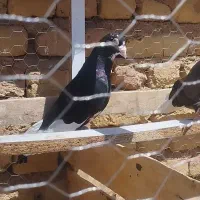 کفتر کبوتر رنگه پرشی صید