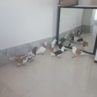 کبوتر فروشی