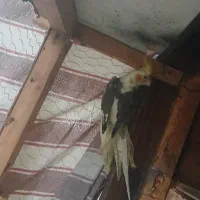عروس هلندی نر ماده فوری