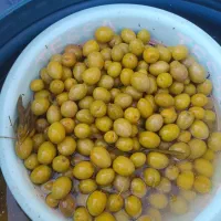 انواع زیتون شور