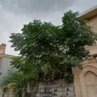 زمین ۲۹۱ متری مسکونی سند تک‌برگ در آمل