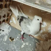 کفتر