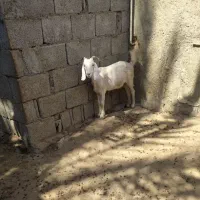 دو عدد کهره نرو ماده