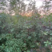 باغ ۱۰۰۰ متری در گلمکان