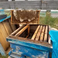 زنبورعسل نژادبومی وکردوان