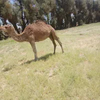 شتر|حیوانات مزرعه|گوهرکوه, |دیوار