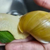 حلزون آلبینو