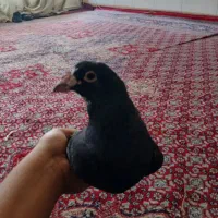 نرسیاه پلنگ پرچیده