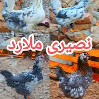 تخم‌مرغ نطفه‌دارگلین‌لری|حیوانات مزرعه|کرج, ملارد|دیوار