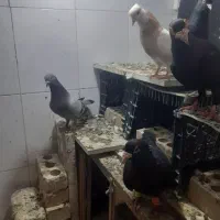 کفتر|پرنده|مشهد, نوده|دیوار