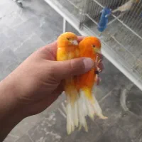 فروش تعدادی قناری تازه از جفت جدا شده