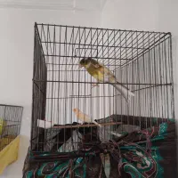 قناری نرماده