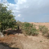 باغ پسته حسن آباد دامغان
