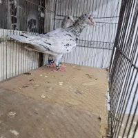 کبوتر پرشی