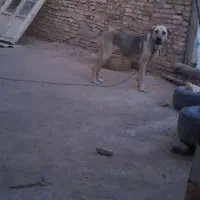 سگ.