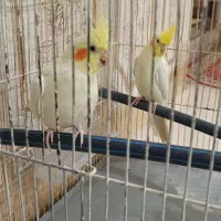 عروس هلندی
