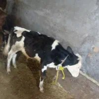 گوساله