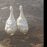 دوتا اردک