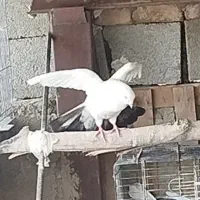 کفتر دم سبز نرو ماده انتیک پرشی