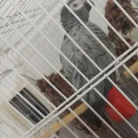 کاسکو نر سخنگو