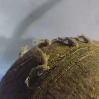 جوجه ماهی پوزه بوته ای سوپرباله معاوضه