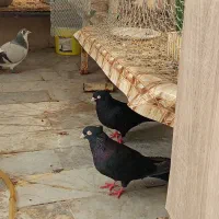 زاغ آبادانی
