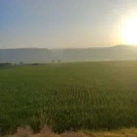 سمپاشی هوایی با پهپاد