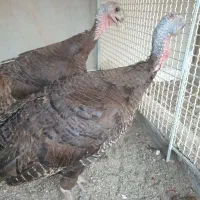 دو عدد بوقلمون ماده قطعه دار