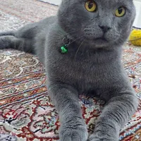 گمشده . گربه اسکاتیش نر طوسی رنگ
