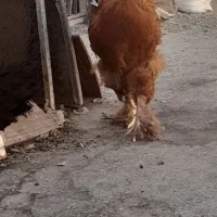خروس برهما