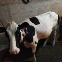 گوساله