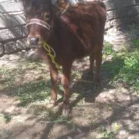 گوساله نر فروشی ( گاو )