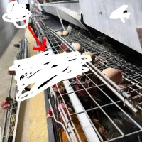قفس مرغ تخم گزار منبری