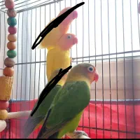 طوطی کوتوله معاوضه کفتر