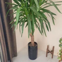 گل اپارتمانی