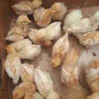 فروش جوجه لوهمن