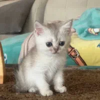 بریتیش اصیل