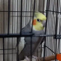 عروس هلندی نر سخنگو