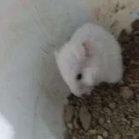 همستر|موش و خرگوش|اصفهان, بهارستان|دیوار